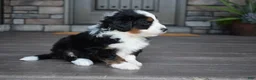 Mini Bernedoodle dogs for sale: Cuddles - Ad 10