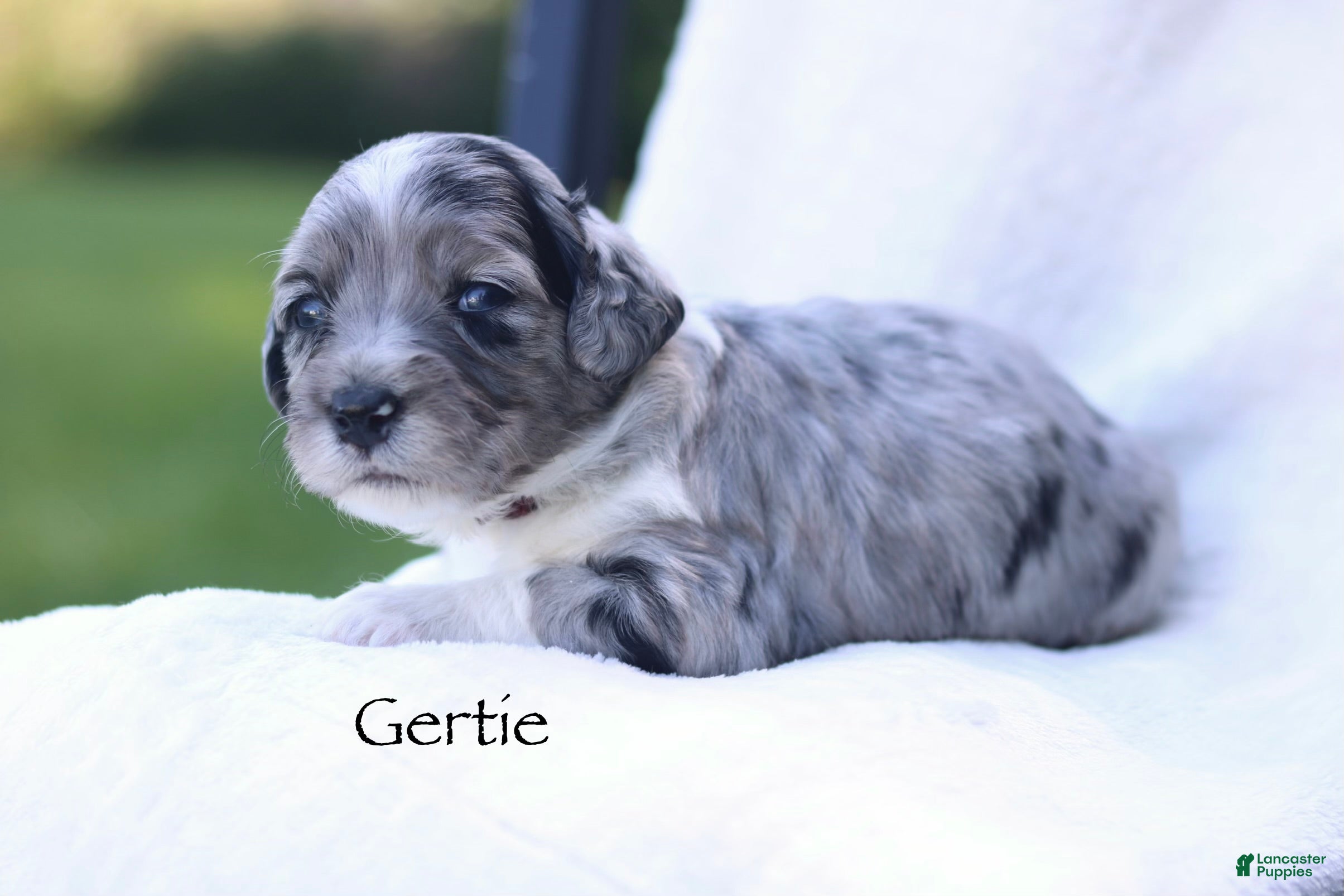 Mini Bernedoodle dogs Gertie - Ad 2