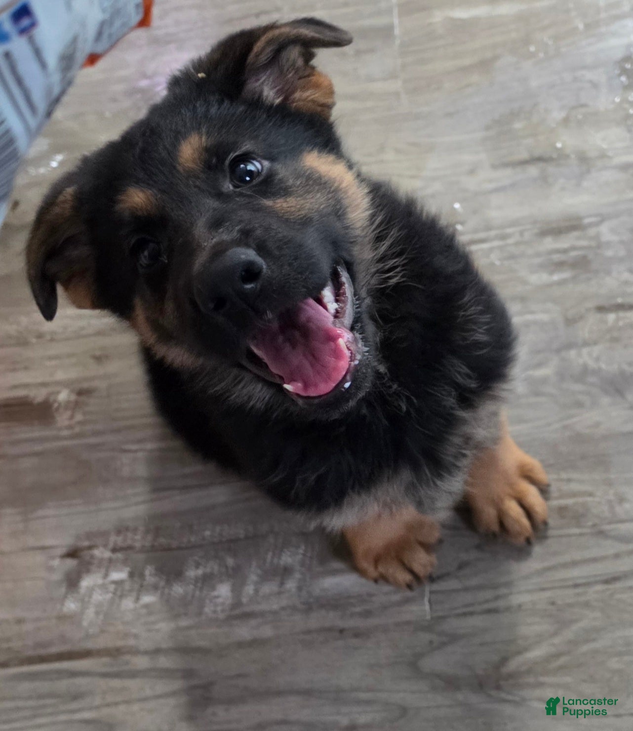 German Shepherd dogs German Shepherd Puppy 1 - Ad 2