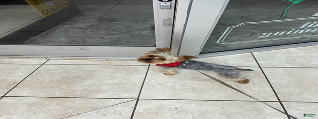 Gizmo