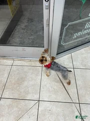 Gizmo