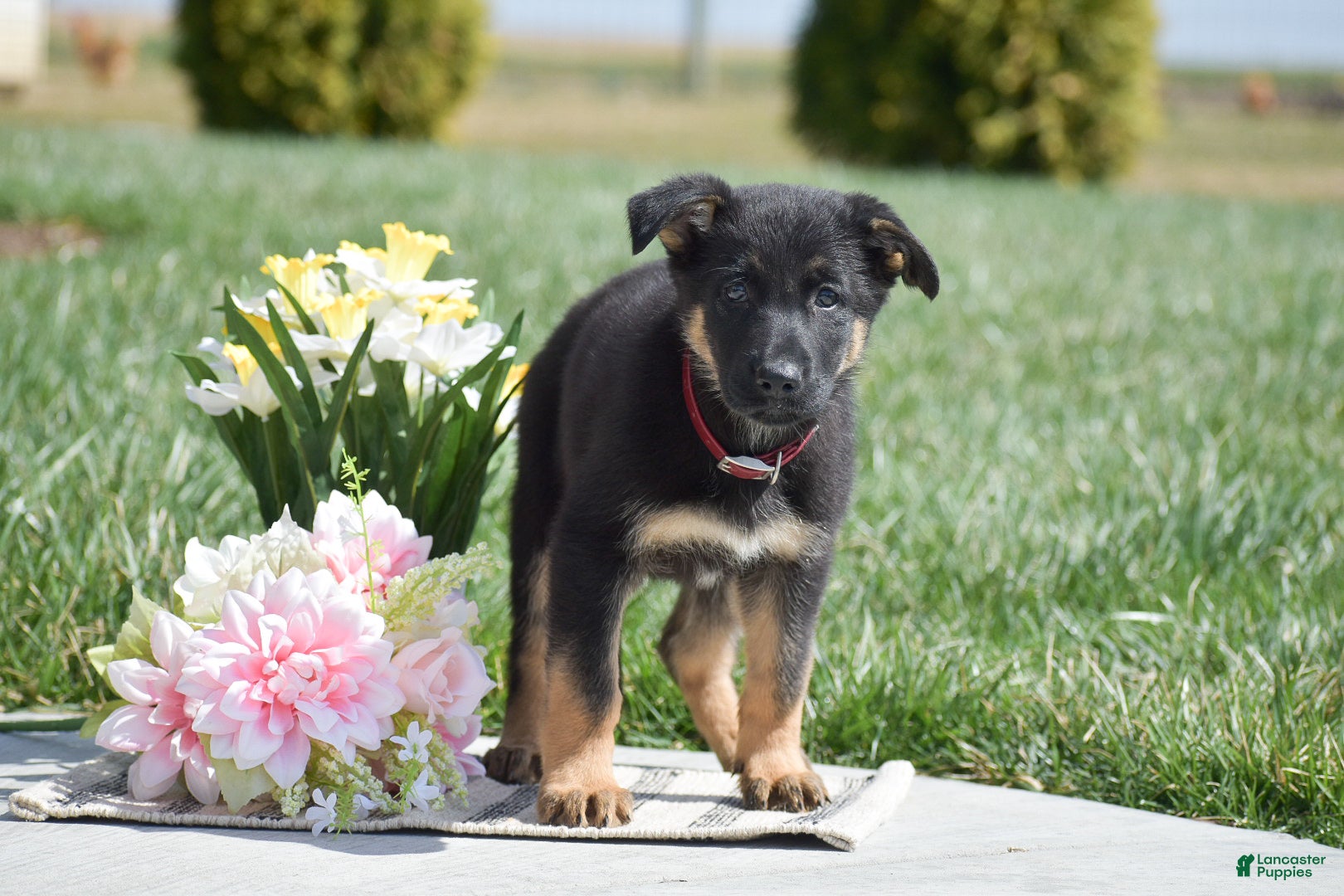 German Shepherd dogs Ranger - Ad 2