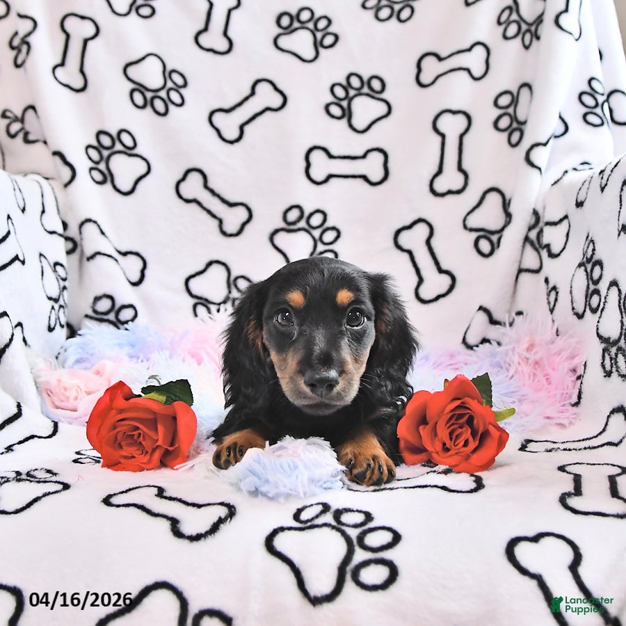 Miniature Dachshund dogs Kylo - Ad 2