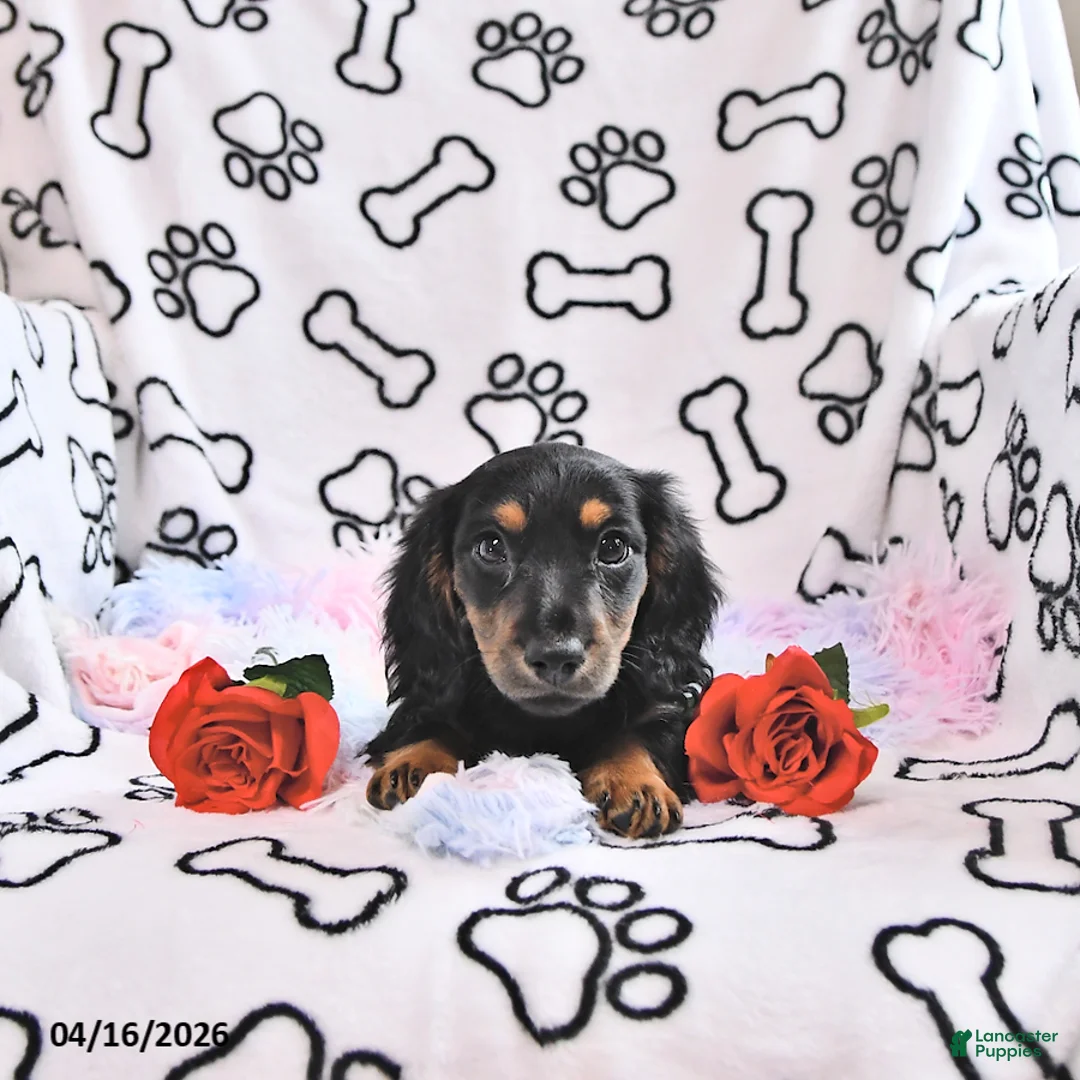 Miniature Dachshund dogs for sale: Kylo - Ad 2