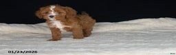 Cavapoo dogs for sale: Barbie - Ad 4