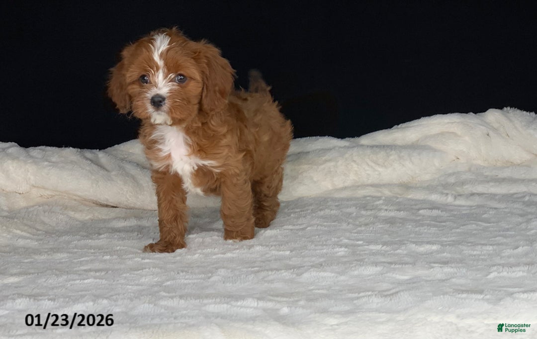 Cavapoo dogs for sale: Barbie - Ad 4