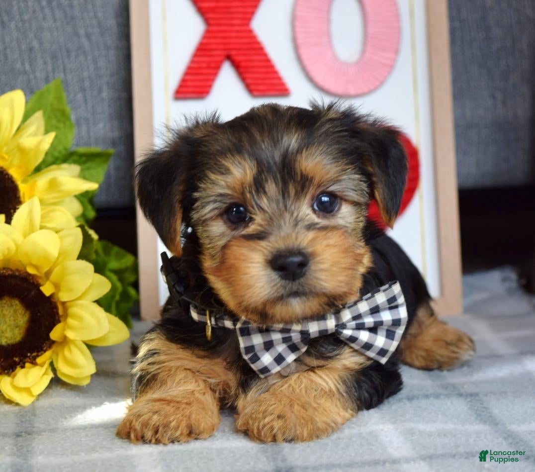 Yorkshire Terrier dogs Hank  - Ad 24