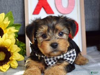 Yorkshire Terrier dogs Hank - Ad 24