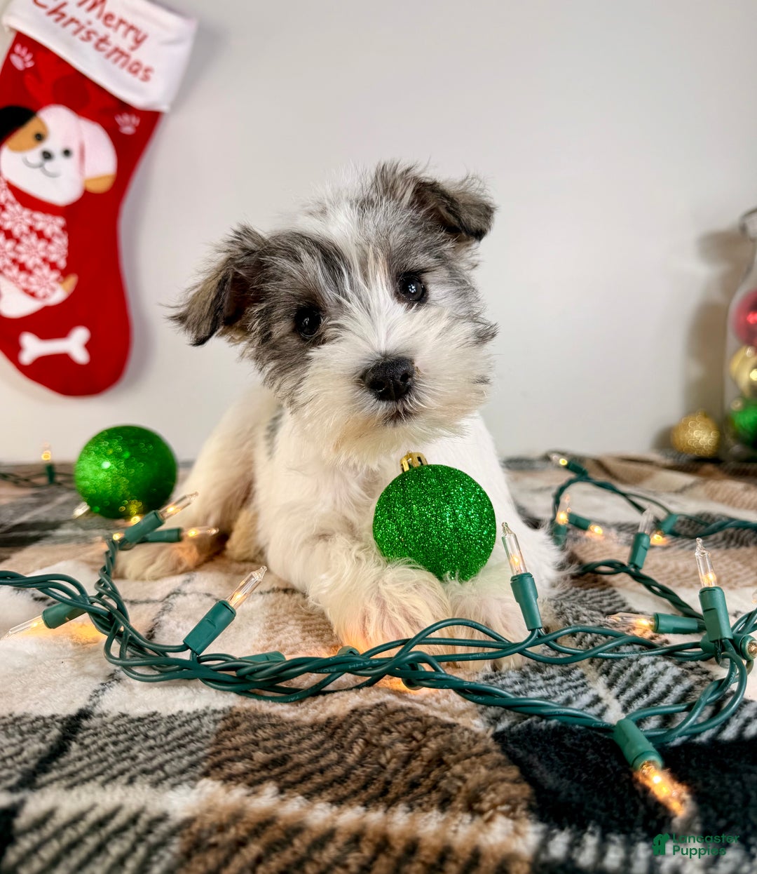 Miniature Schnauzer dogs for sale: AKC Winnie - Ad 3