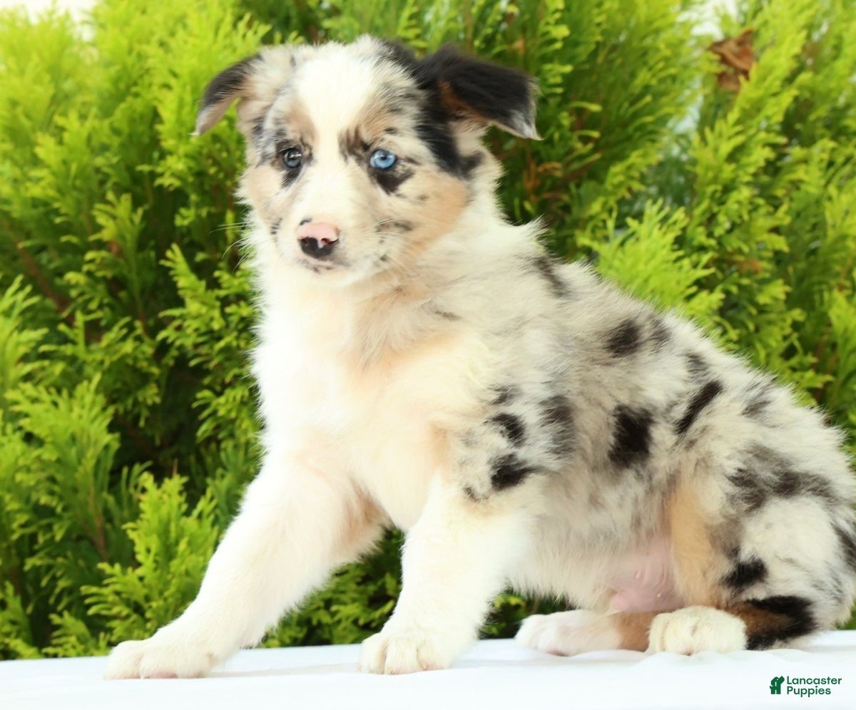 Australian Shepherd dogs for sale: Jack - Ad 4