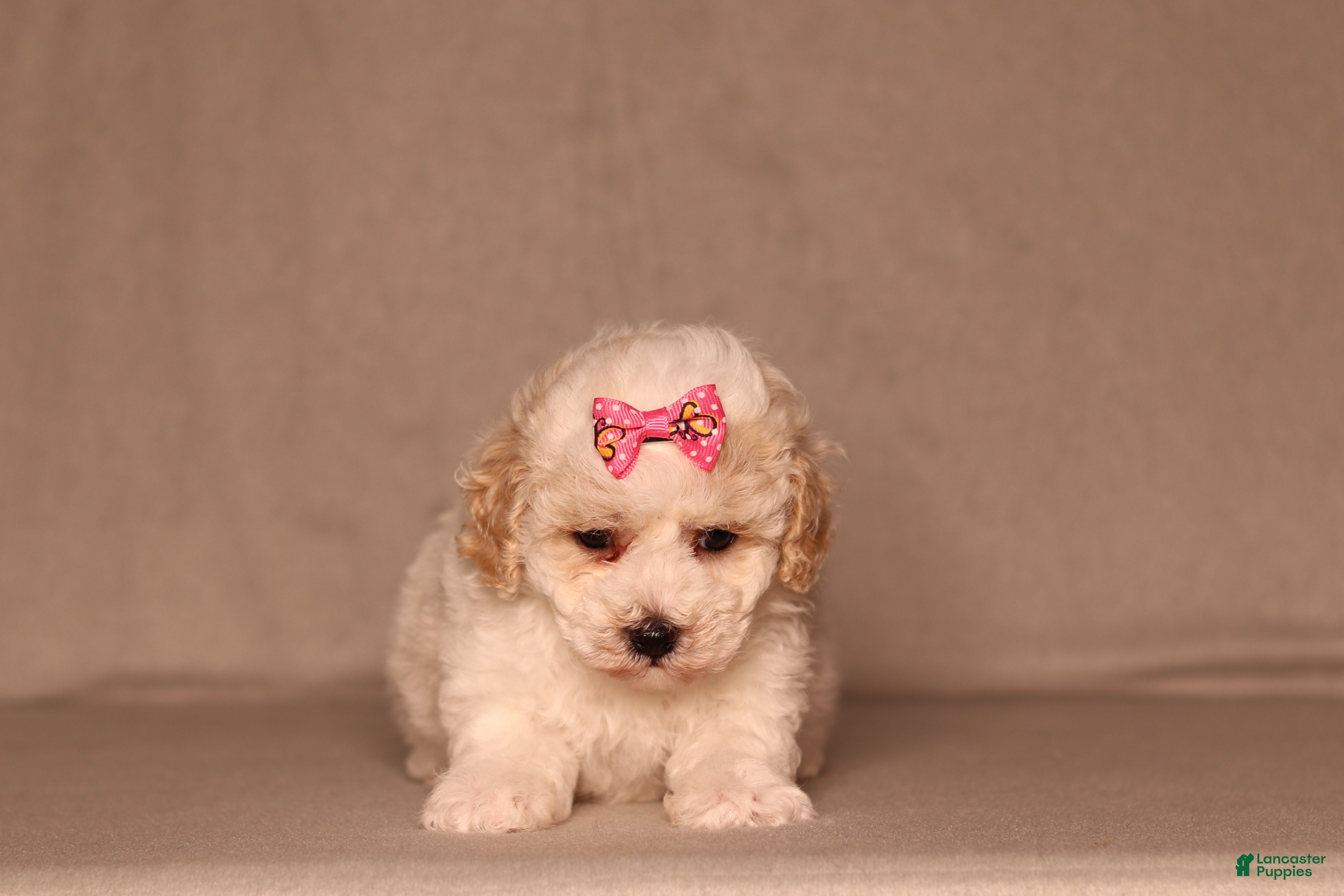 Miniature Poodle dogs Dove - Ad 2