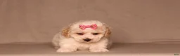 Miniature Poodle dogs for sale: Dove - Ad 2