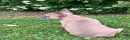 French Bulldog dogs for sale: Blue  - Ad 12