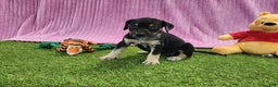Catahoula Leopard Dog dogs for sale: Tess 2025 Female 4 - Ad 11