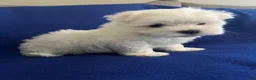 Maltese dogs for sale: Rocky - Ad 16