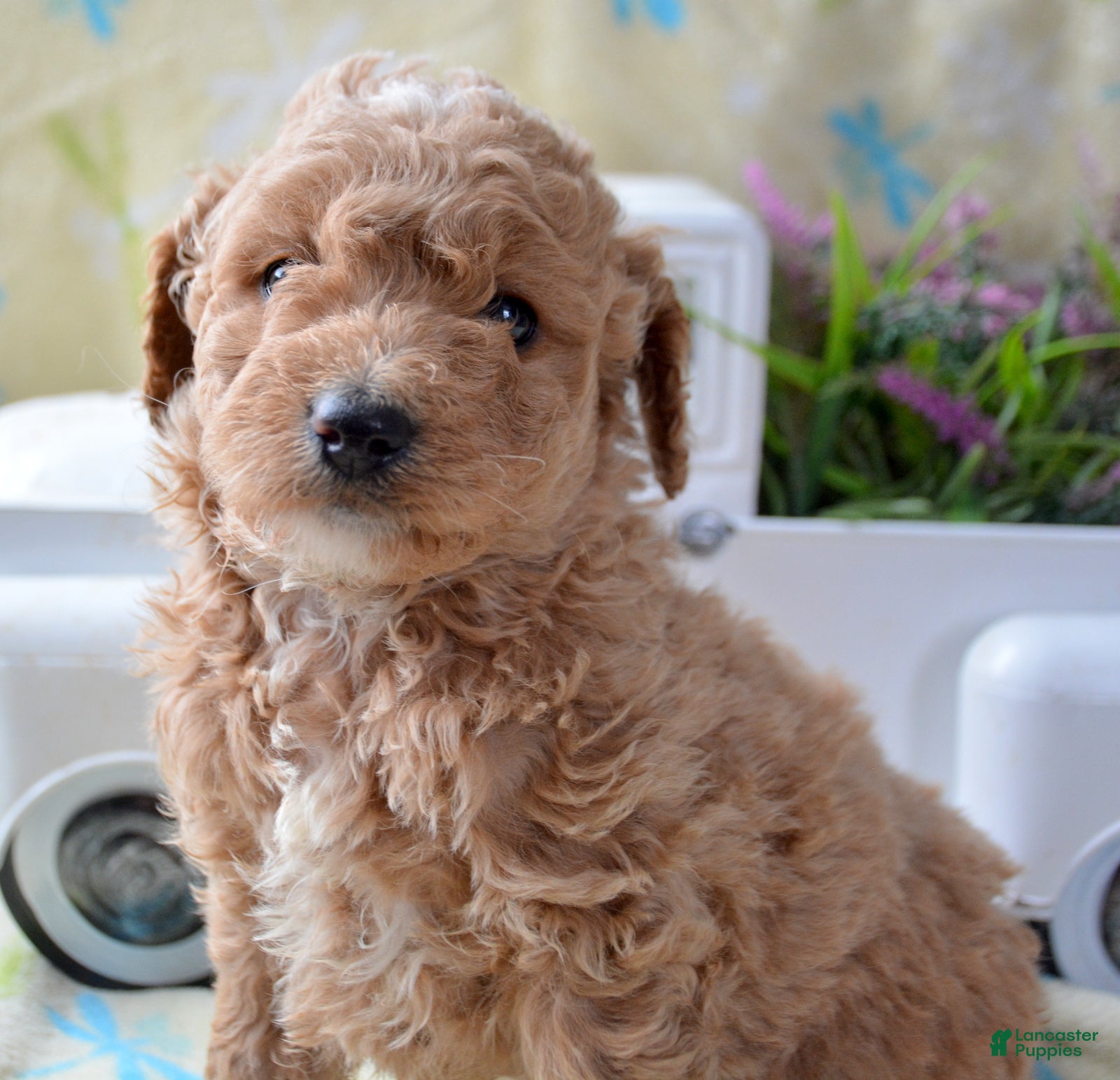 Mini Goldendoodle dogs Mini Goldendoodle Daphne - Ad 10