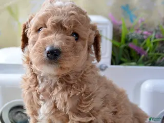 Mini Goldendoodle dogs Mini Goldendoodle Daphne - Ad 10