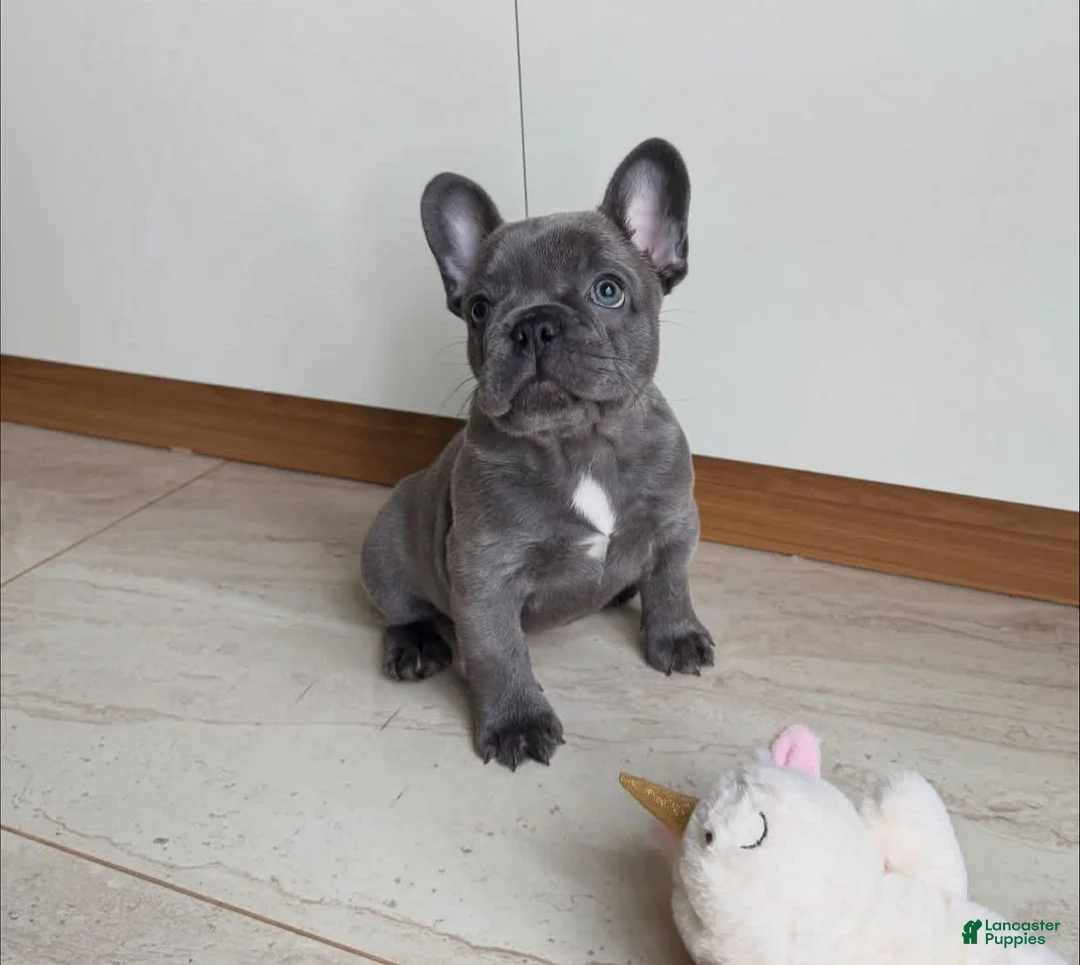 French Bulldog dogs for sale: Thor - Ad 2