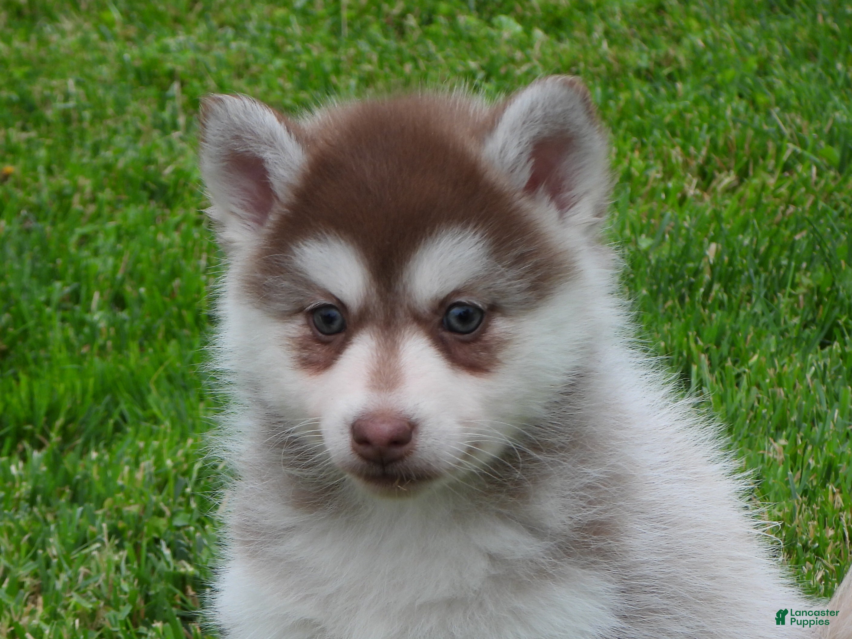Pomsky dogs Sadie - Ad 5