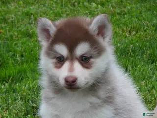 Pomsky dogs Sadie - Ad 5