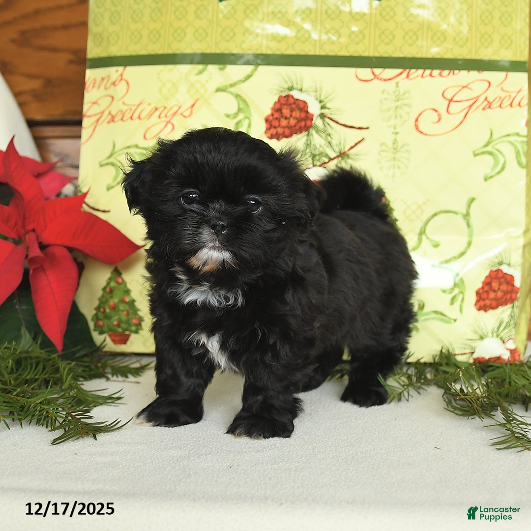 Shih Tzu dogs for sale: Boots - Ad 1