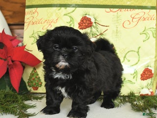 Shih Tzu dogs Boots - Ad 9