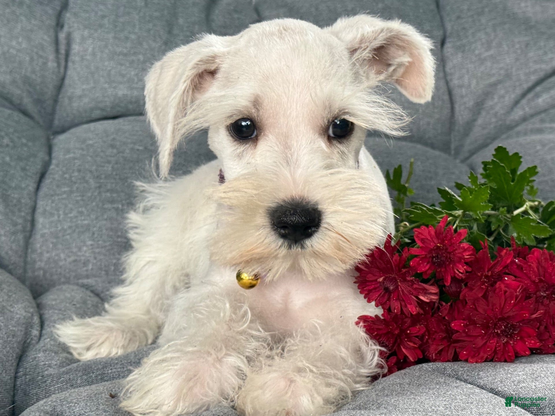 Winnie (Miniature Schnauzer, Female) in Dundee, NY