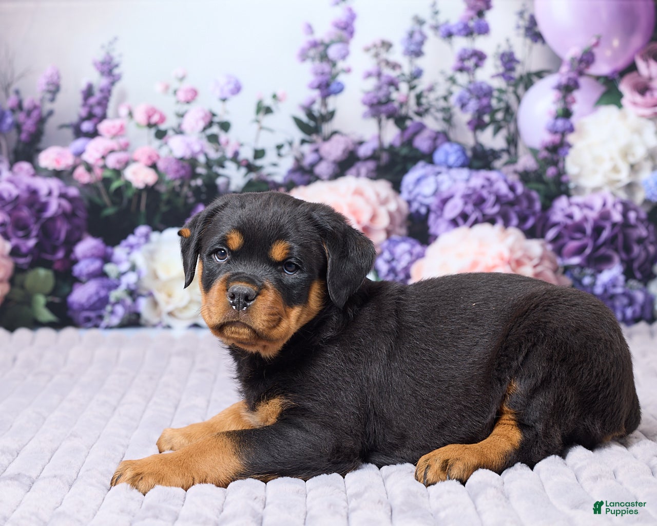 Rottweiler dogs Justin - Ad 1