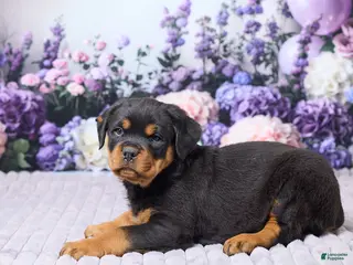 Rottweiler dogs for sale: Justin - Ad 1