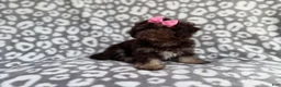 Cockapoo dogs for sale: Sloan - Ad 3