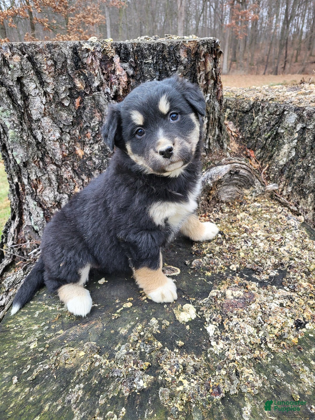 Mixed Breed dogs for sale: Lori - Ad 4