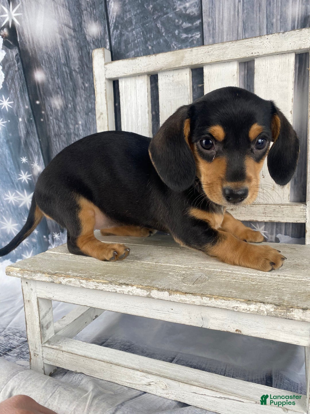 Miniature Dachshund dogs for sale: Lucy - Ad 11