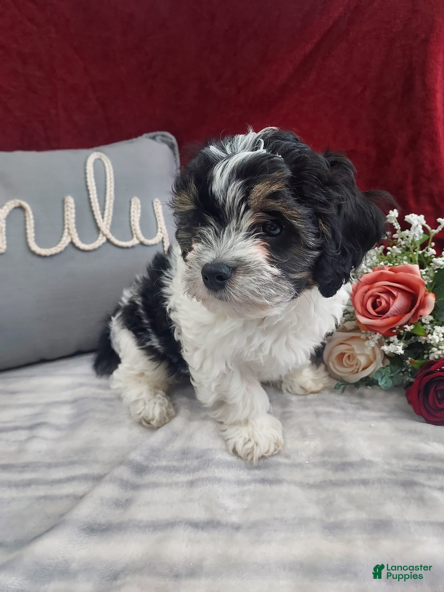 Cavapoo dogs Oreo - Ad 14