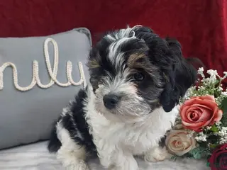 Cavapoo dogs Oreo - Ad 14