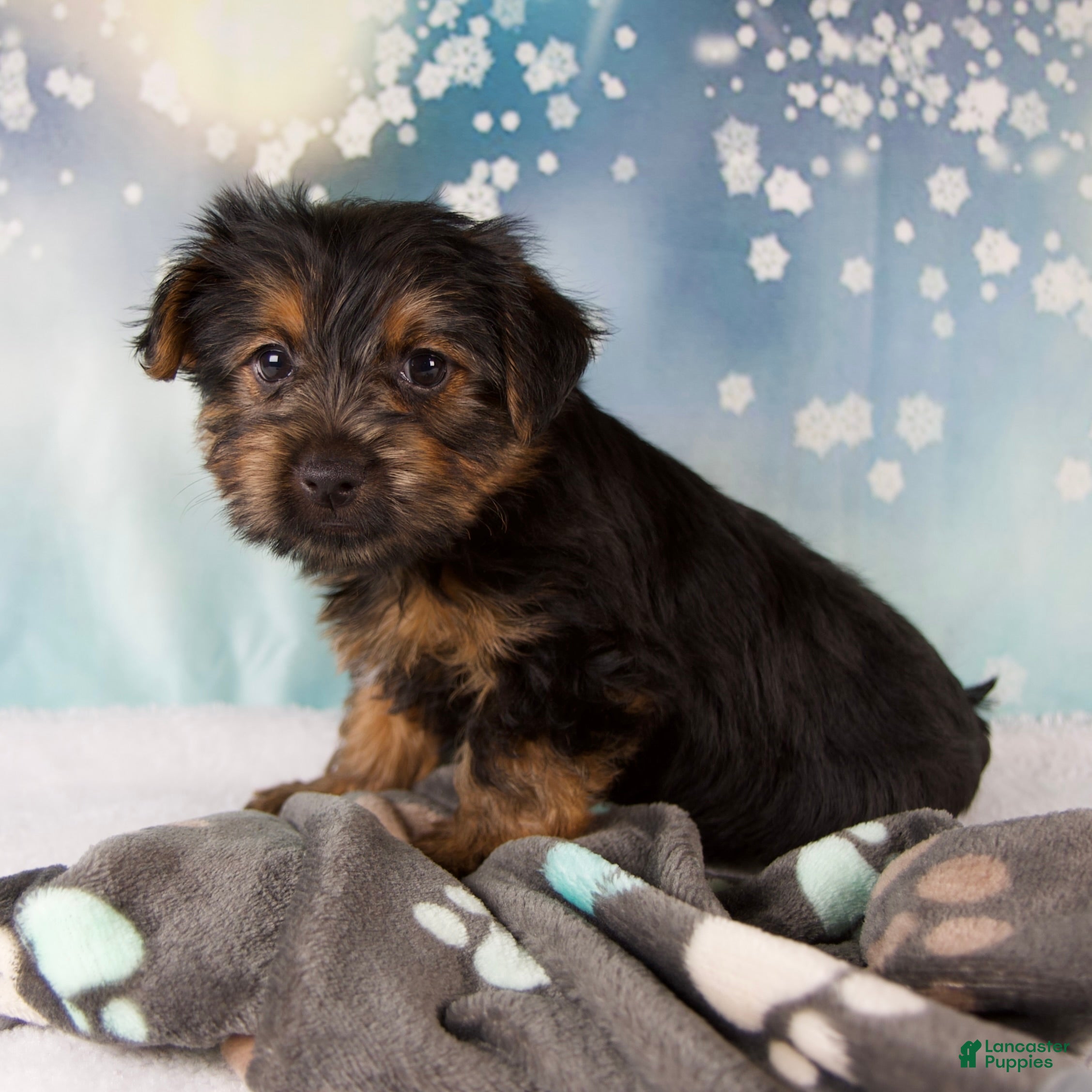 Yorkshire Terrier dogs Laina - Ad 4
