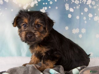 Yorkshire Terrier dogs Laina - Ad 4