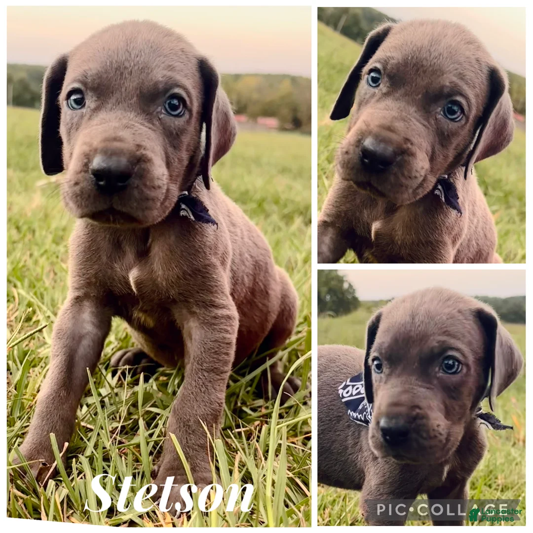 Great Dane dogs for sale: Euro Stetson  - Ad 2