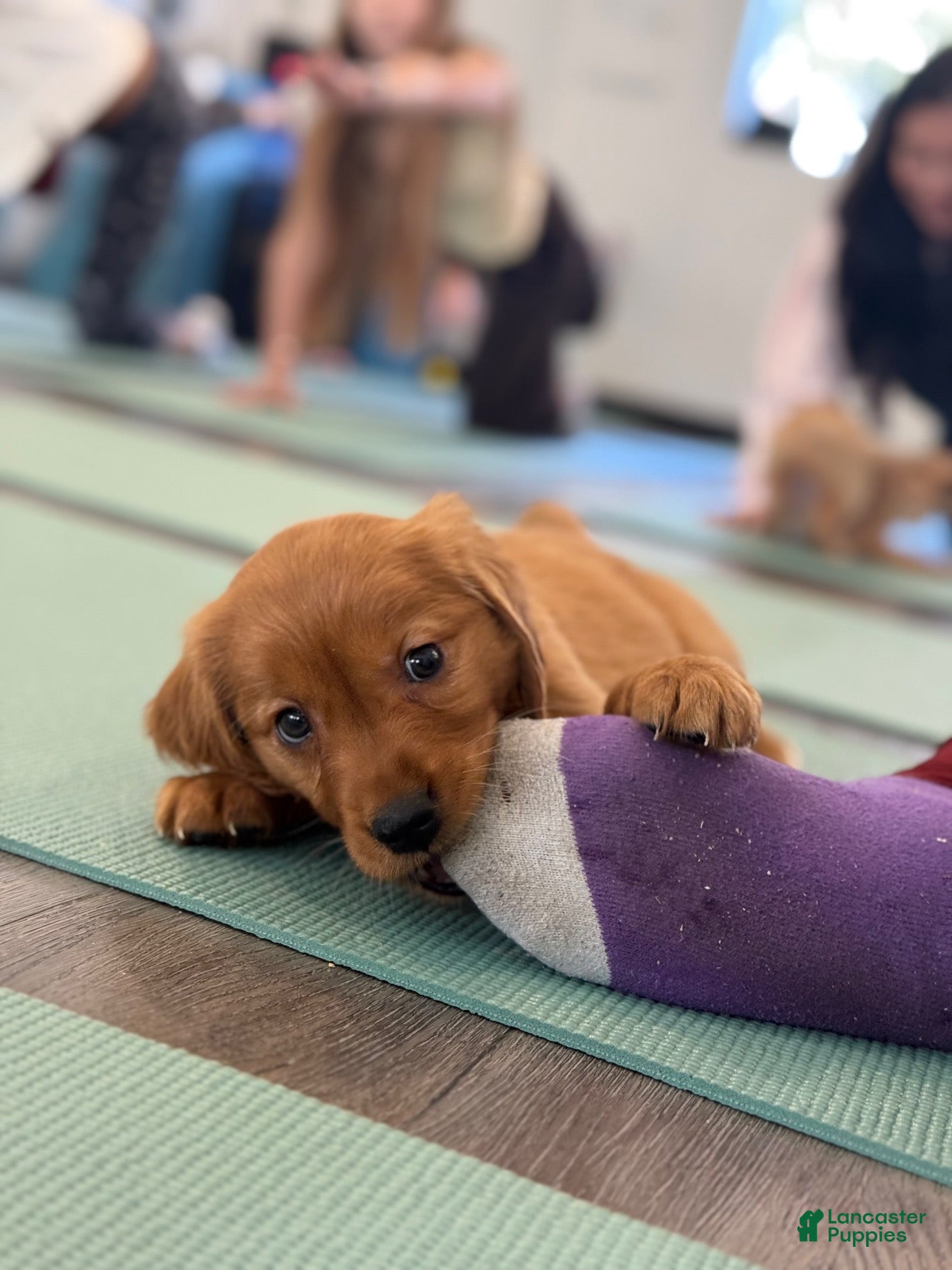 Golden Retriever dogs for sale: Blue Collar - Ad 1