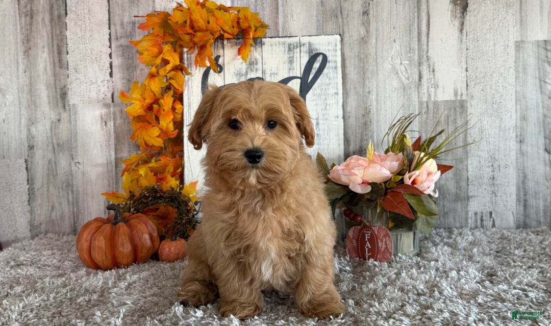 Maltipoo dogs for sale: Ozzy - Ad 3