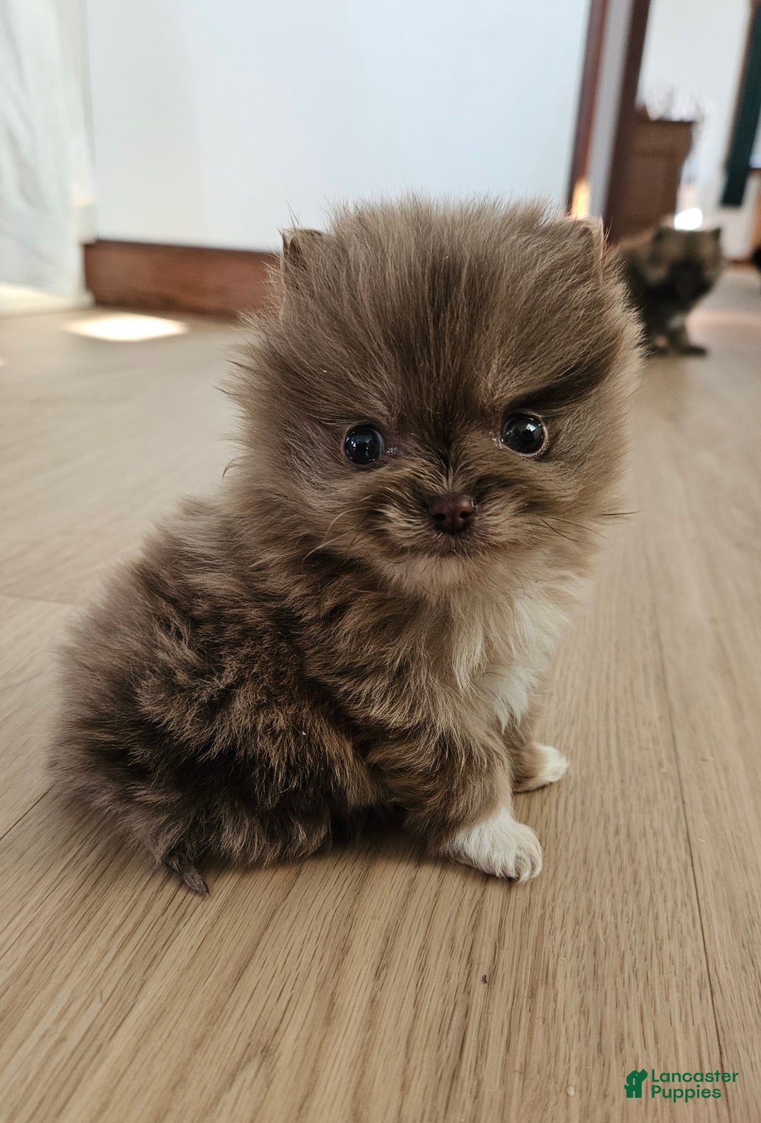 Pomeranian dogs for sale: Tessa - Ad 1