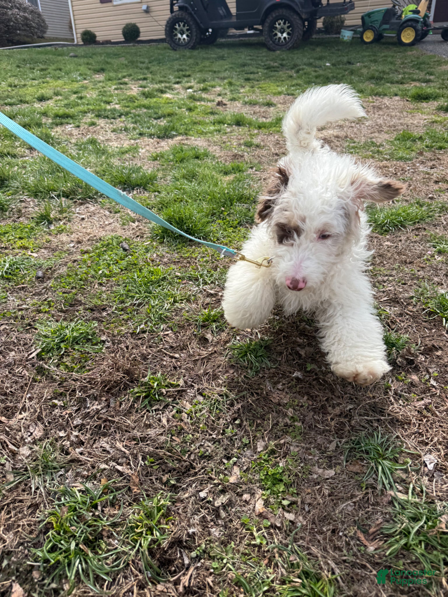 Mini Bernedoodle dogs Mini Bernedoodle Puppy 2 - Ad 2