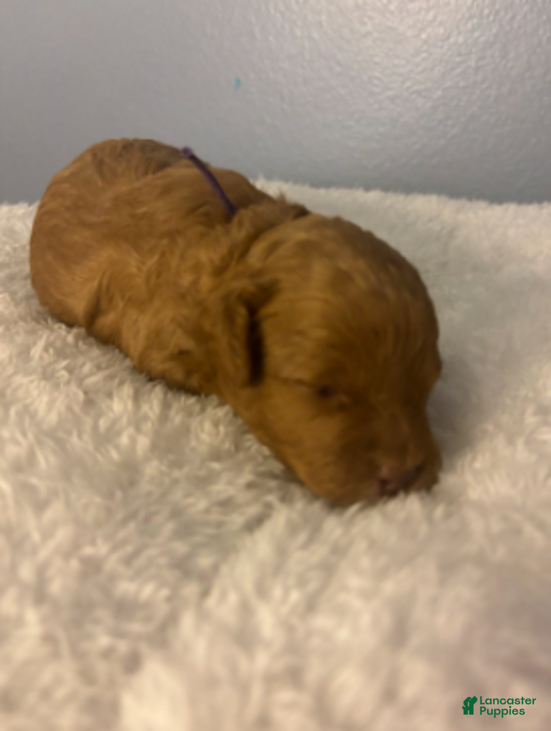 Cavapoo dogs for sale: Feliz - Ad 2
