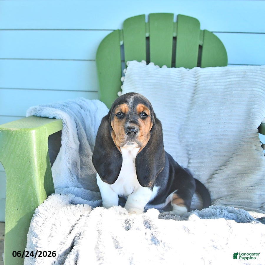 Basset Hound dogs Lacey - Ad 1