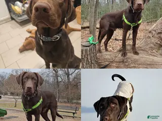 Labrador Retriever dogs Odinson - Ad 1