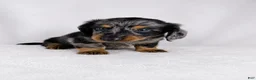 Miniature Dachshund dogs for sale: Gizmo - Ad 7