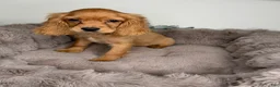 Cocker Spaniel dogs for sale: Honey  - Ad 7