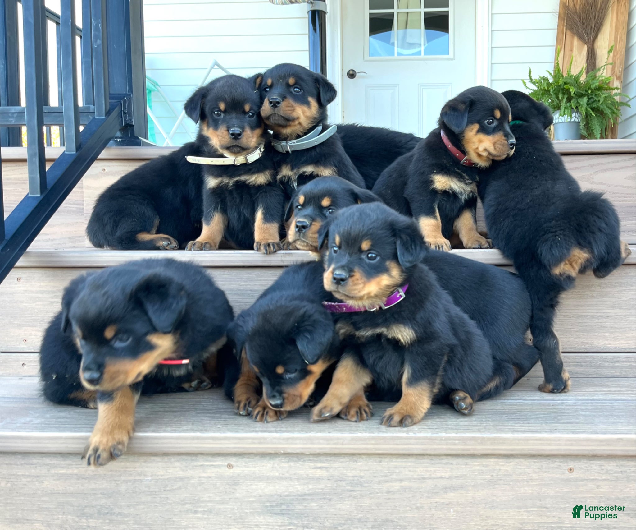 Rottweiler dogs Deisal❤️🐾AKC Registered❤️Call 814-996-9195 - Ad 32