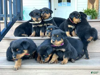 Rottweiler dogs Deisal❤️🐾AKC Registered❤️Call 814-996-9195 - Ad 32