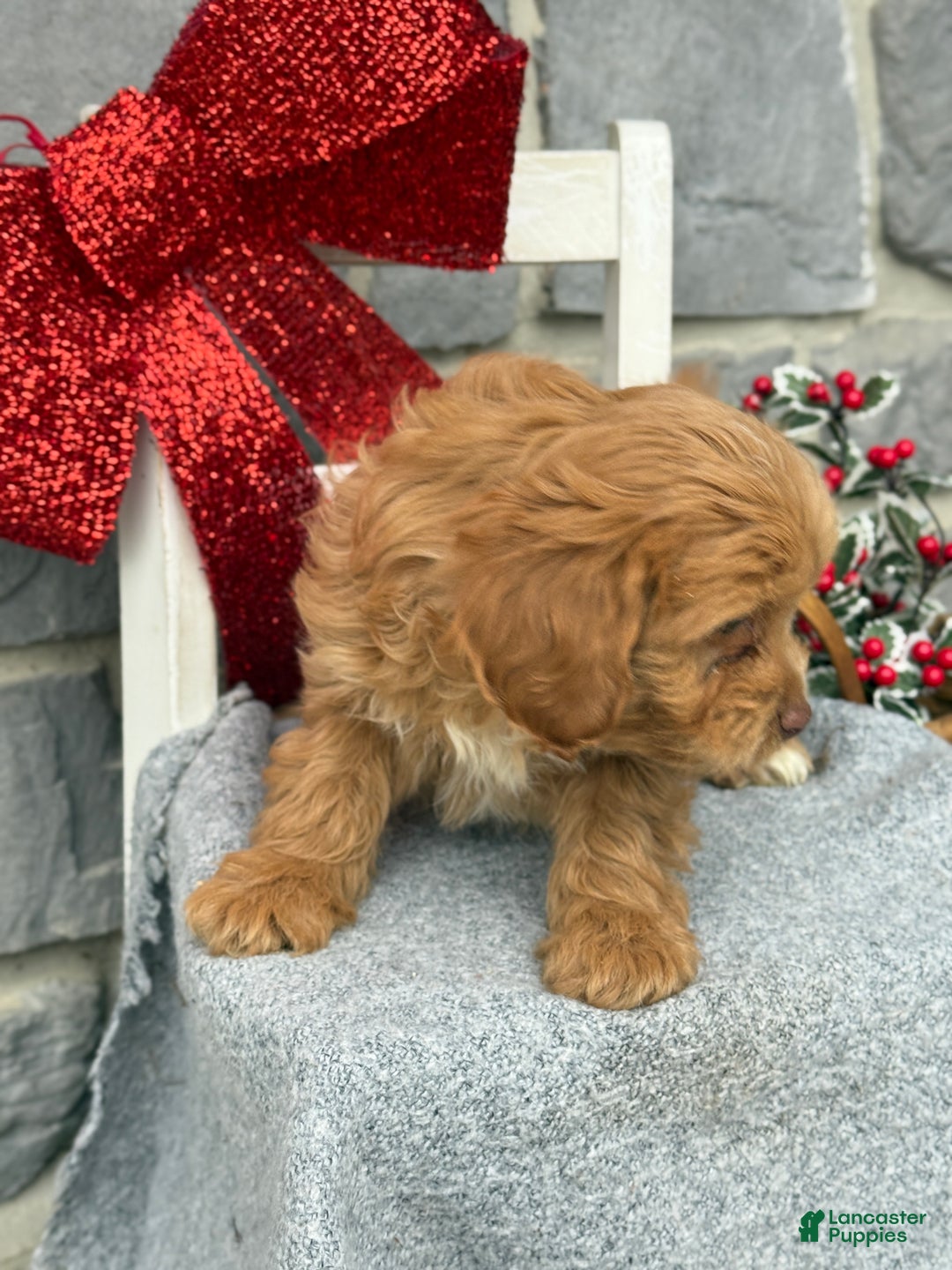 Cavapoo dogs for sale: Alita - Ad 7