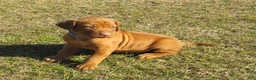 Rhodesian Ridgeback dogs for sale: Rhodesian Ridgeback Puppy 2 - Ad 2